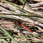 Southern Darter