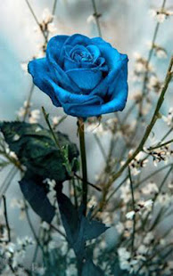 FLORES DE PRIMAVERA HERMOSAS(圖7)-速報App