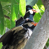 Pied Mynah