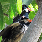 Pied Mynah