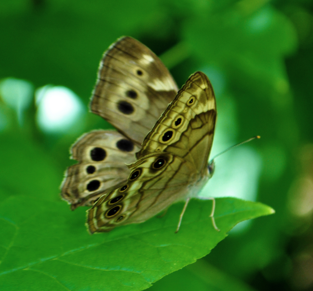 Northern Pearly-eye