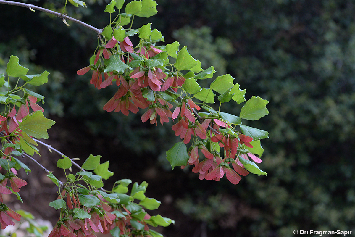 Syrian maple