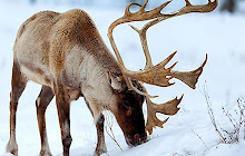 Deer Wallpapers Deer New Tab HD small promo image