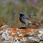 Black Redstart