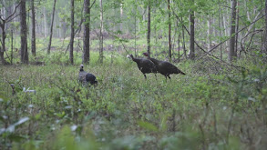 Osceola Spring thumbnail