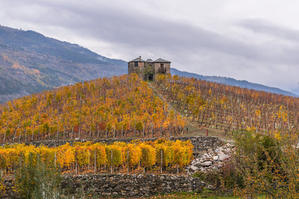 Autunno nel vigneto di Eli2019