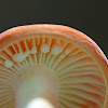 Lactifluus hygrophoroides