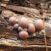 Wolf's Milk Slime Mold