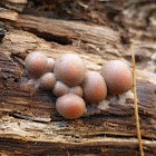 Wolf's Milk Slime Mold