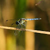 Blue Dasher Dragonfly