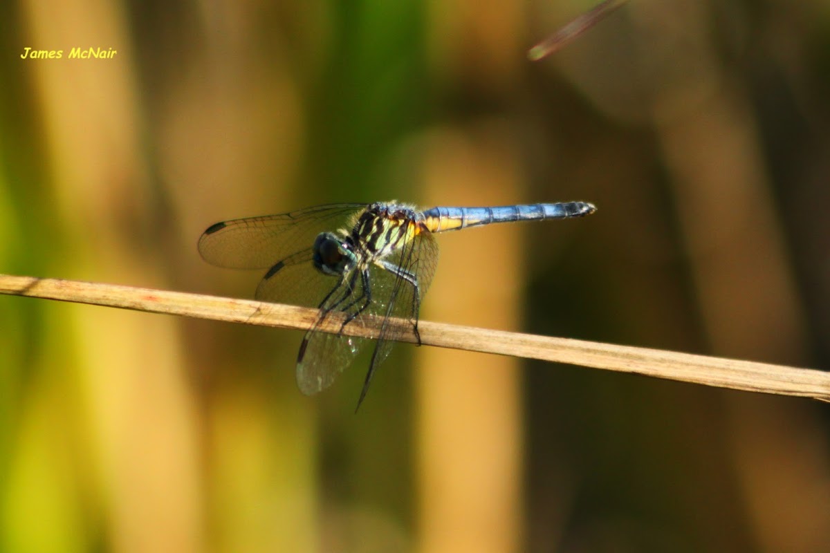 Blue Dasher Dragonfly