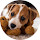 Jack Russell Terrier Wallpaper New Tab