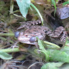 Caucasus Frog