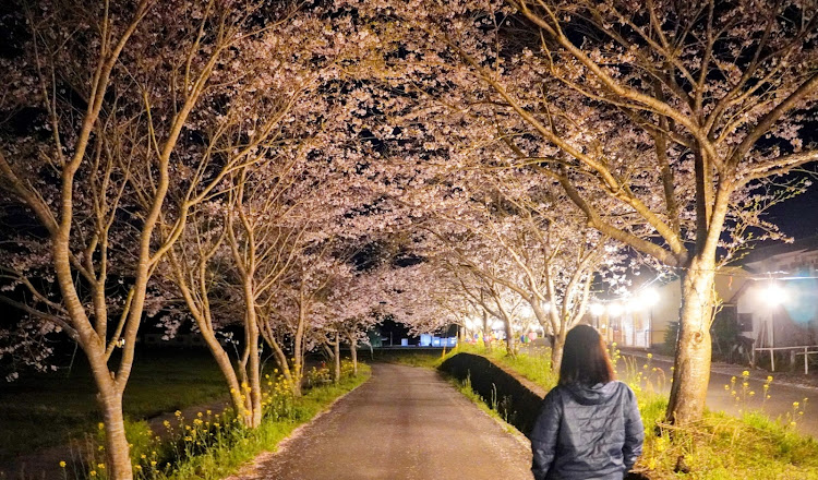 スイフトスポーツの春の風物詩と愛車・夜桜と愛車・桜コラボに関するカスタム事例の投稿画像6枚目