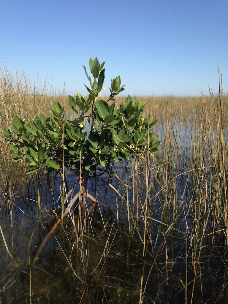 Red Mangrove