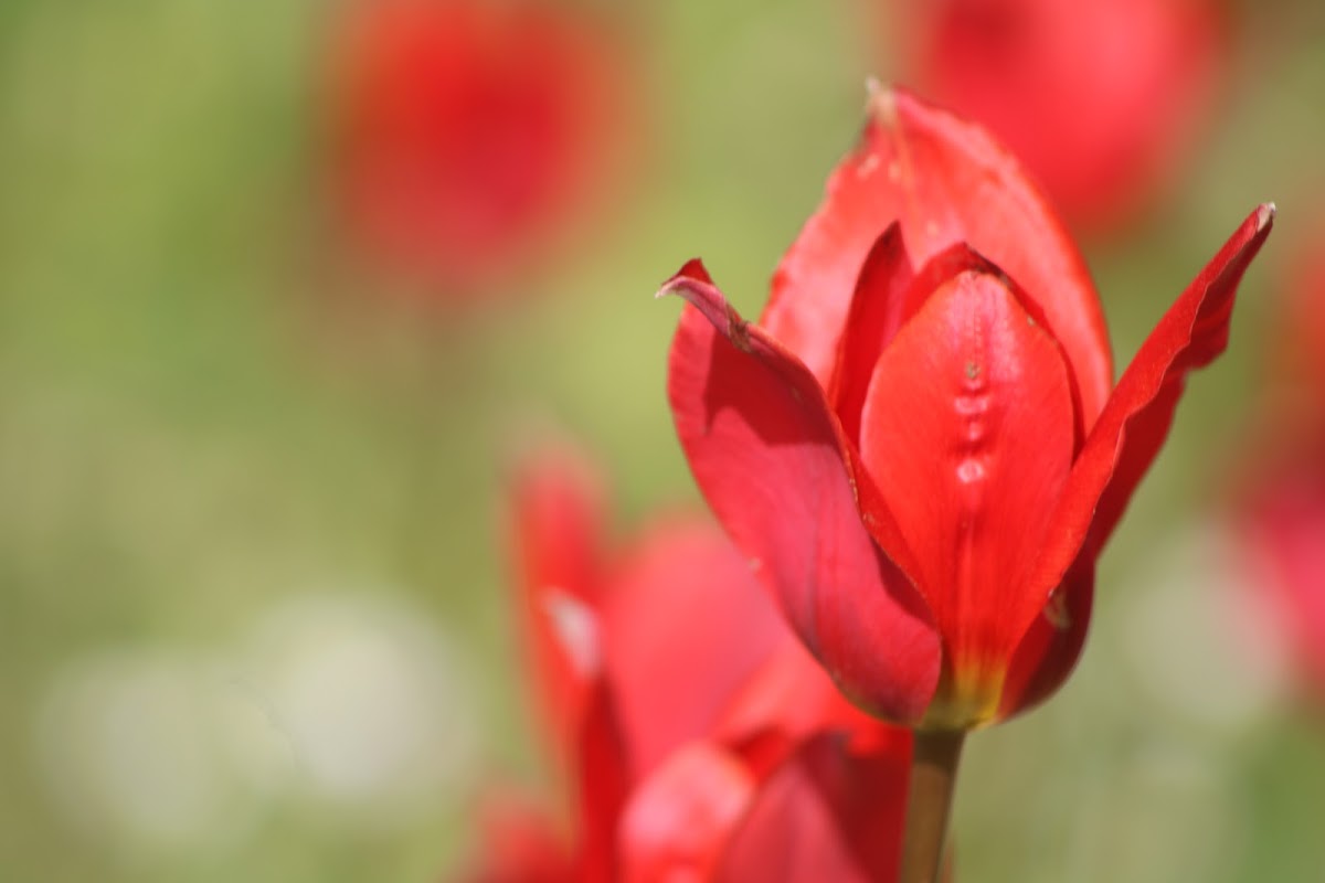 Tulipa praecox