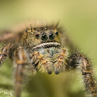 Jumping Spider