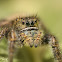 Jumping Spider