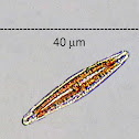 Epilithic Diatom