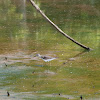 Lesser Yellowlegs