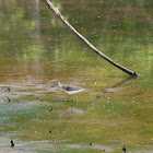 Lesser Yellowlegs