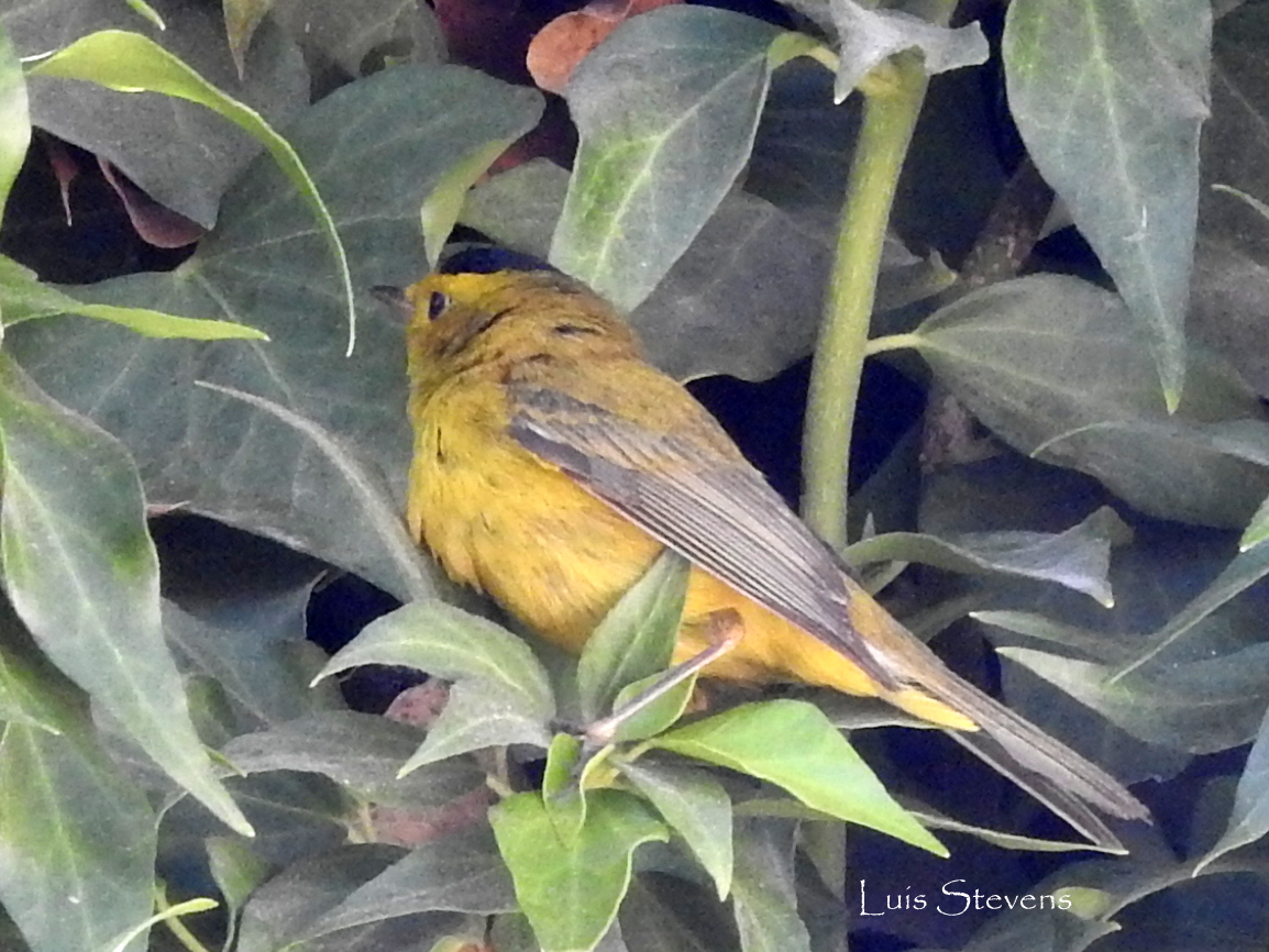 Wilson's Warbler