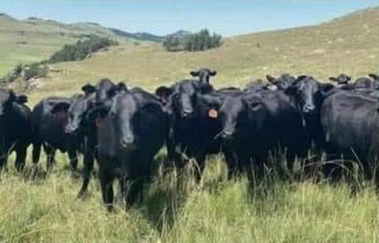 A farmer woke up to find 42 Brangus cattle, including two bulls, from his Waldek farm, missing when he counted his livestock on Thursday morning.