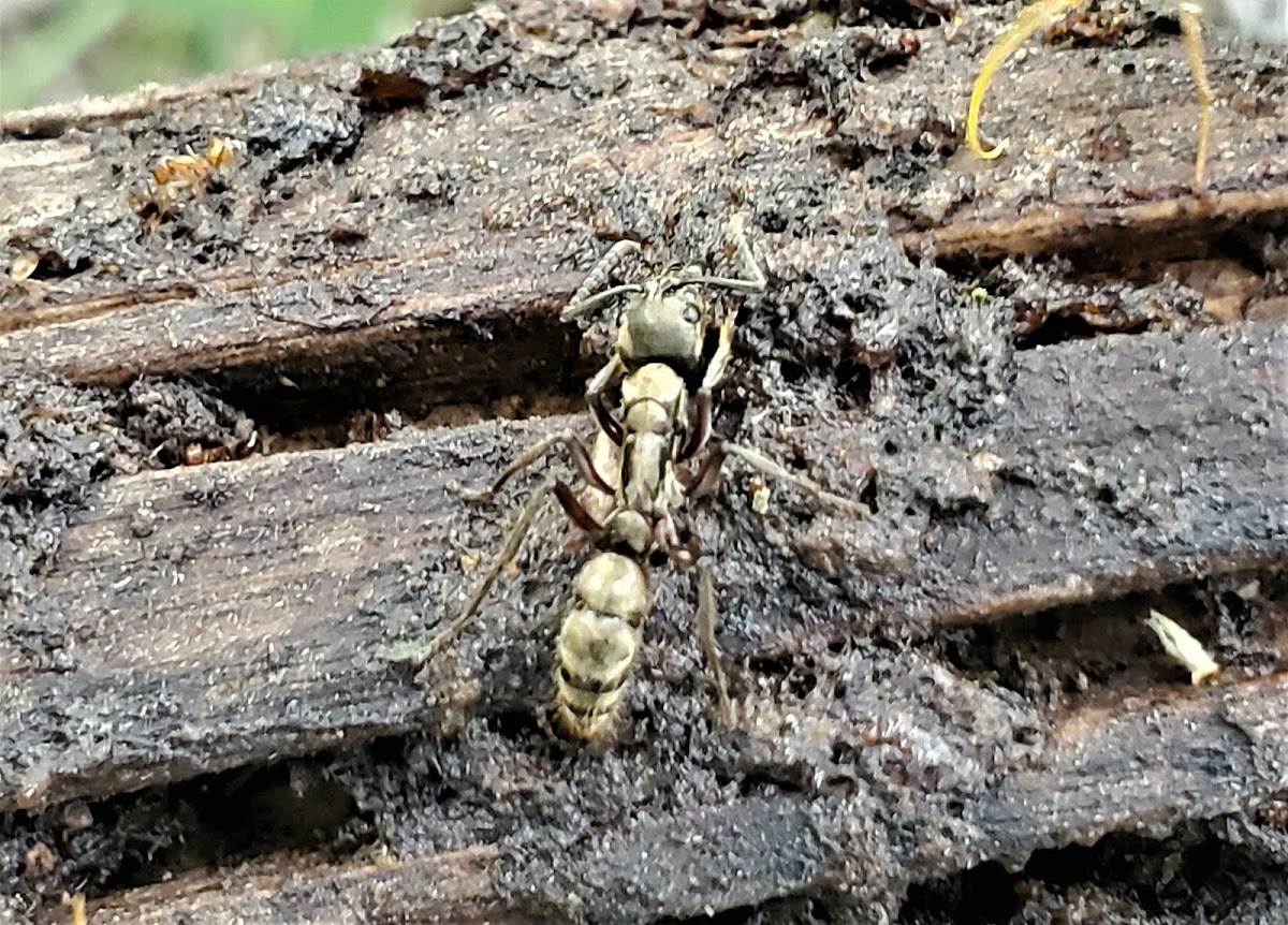 Greater Texas Bullet Ant