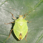 Stink bug