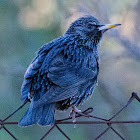 Starling; Estornino Pinto