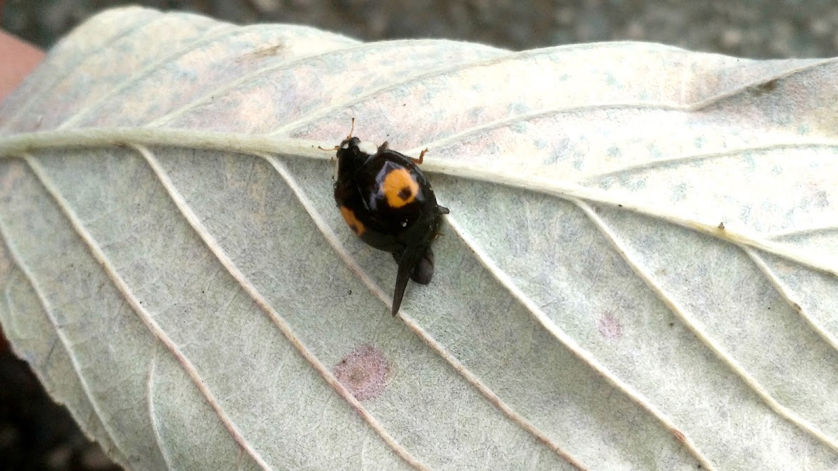 Kidney-spot ladybird