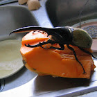 Hercules Beetle