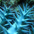 Crown of Thorns Sea Star