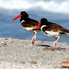 American Oystercatcher