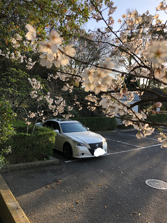 クラウンアスリートの🌸桜とコラボ・桜と愛車に関するカスタム事例の投稿画像1枚目