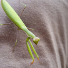 European Mantis