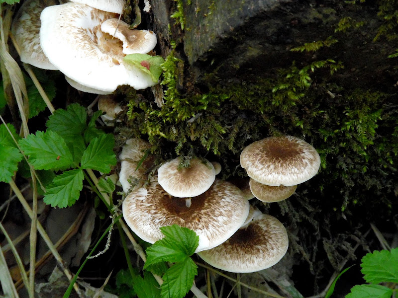 Nuova vita su un albero caduto di supergigi