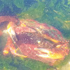 Red rock crab (premating hug)