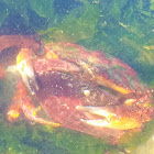 Red rock crab (premating hug)