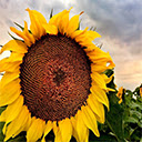 Sunflower Wallpapers New Tab