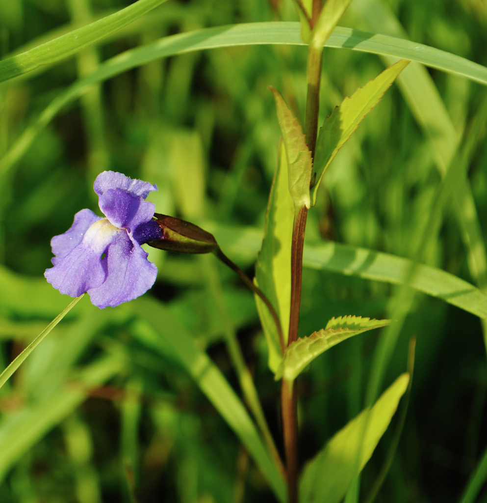 Allegheny Monkeyflower