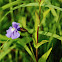 Allegheny Monkeyflower