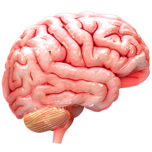 Brain apk