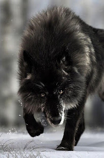 Black Wolf tapety - náhled