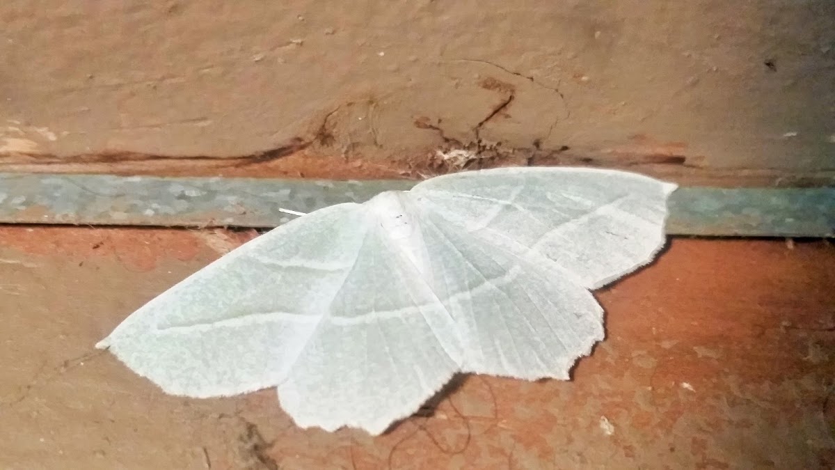 Pale beauty moth