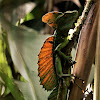 Double crested Basilisk