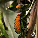 Double crested Basilisk