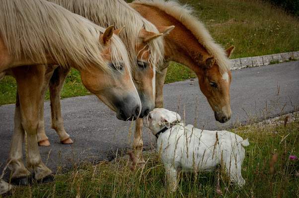 The Horse Whisperer (Il cane che sussurrava ai cavalli) di kaos