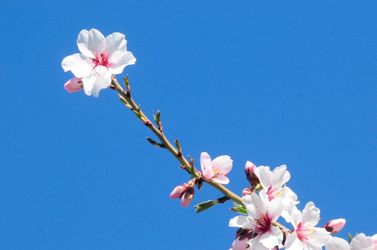 Almond Blossoms; Almendro en flor