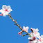 Almond Blossoms; Almendro en flor